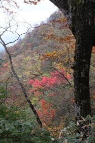 山の斜面に広がる紅葉