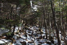 縞枯山へ向かう斜面の残雪