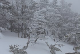 風が見える樹