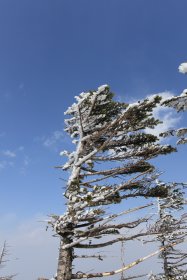 南よりの風