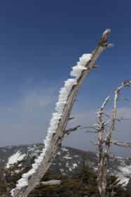 海老の尻尾