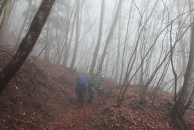 木々の中の登山道