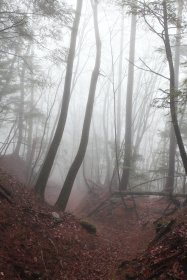 木々の中の登山道