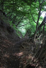 木洩れ日の登山道