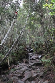 縞枯山への登山道