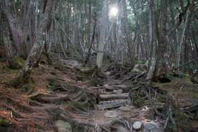 整備が行き届いた登山道