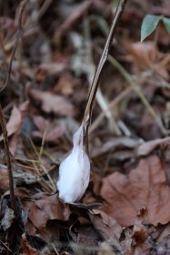 植物の根元にできる霜柱