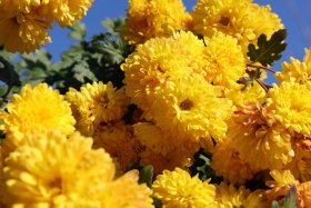 沿道に植えられた樹々の花