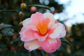 沿道に植えられた樹々の花