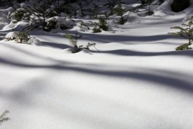 針葉樹