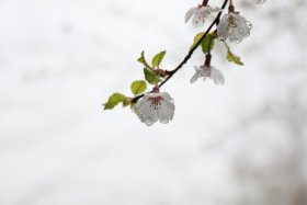 山桜