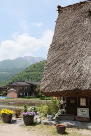 新緑と合掌造り