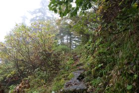 白出沢の樹林帯