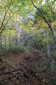 歩きやすい登山道