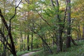 山頂手前の樹林帯