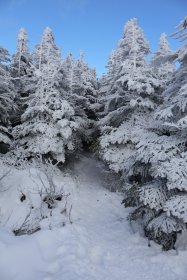 青空と樹氷