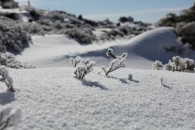 雪に覆われる樹々