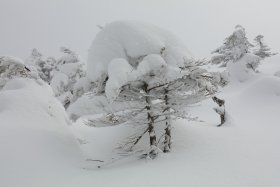 雪に埋もれる樹々