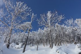 樹氷