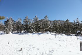 縞枯山へ向けて