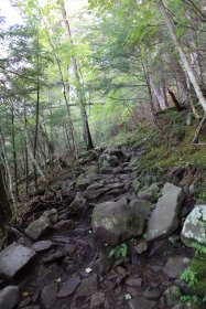 気持ちの良い樹林帯