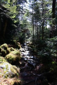 北八ヶ岳ロープウェイからの散策道