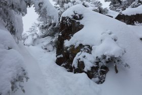 岩と樹と雪と