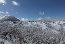 雪に埋もれた樹々