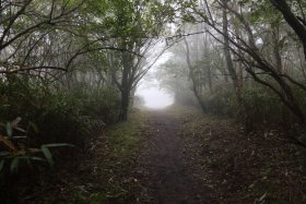 霧の森