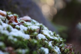 苔と雪の結晶