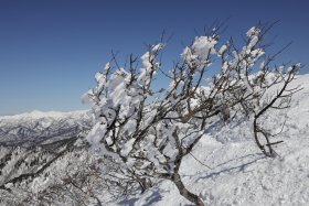 樹氷