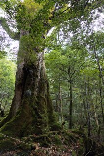 苔むした杉