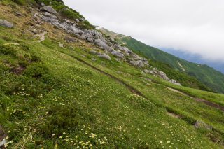 稜線上の高山植物