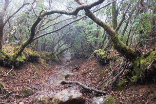 雨の登山道