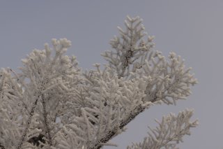 凍った樹の枝