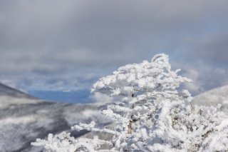 真っ白な樹の枝