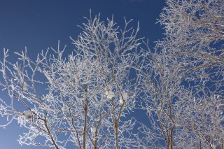 樹氷