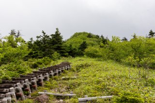 四阿山へ続く木道