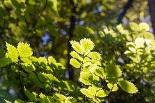 太陽に照らされる葉