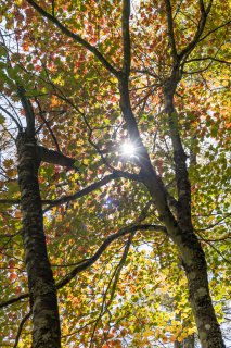 紅葉からの木漏れ日