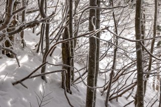 樹氷