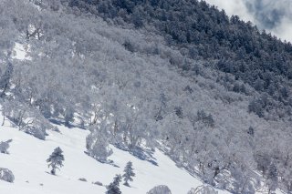 樹々のコントラスト