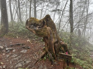 ゴジラみたいな木
