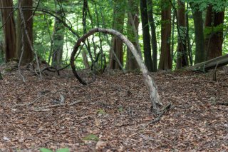 地を這って飛ぶ龍？